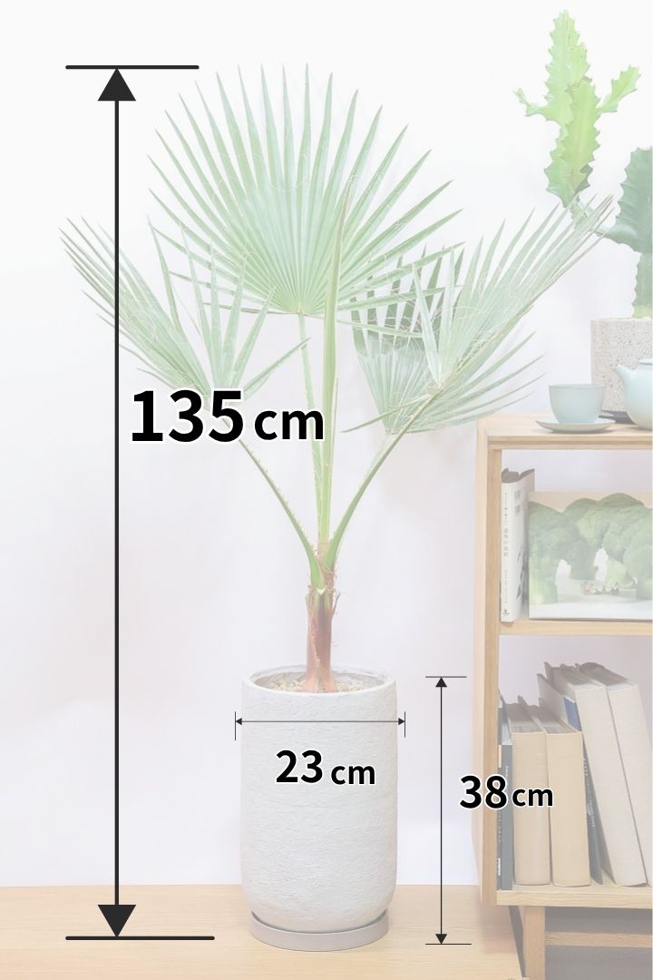 【ワシントンヤシ】大きな扇状の葉が印象的!一枚一枚がとっても大きいので見た目の存在感があります!