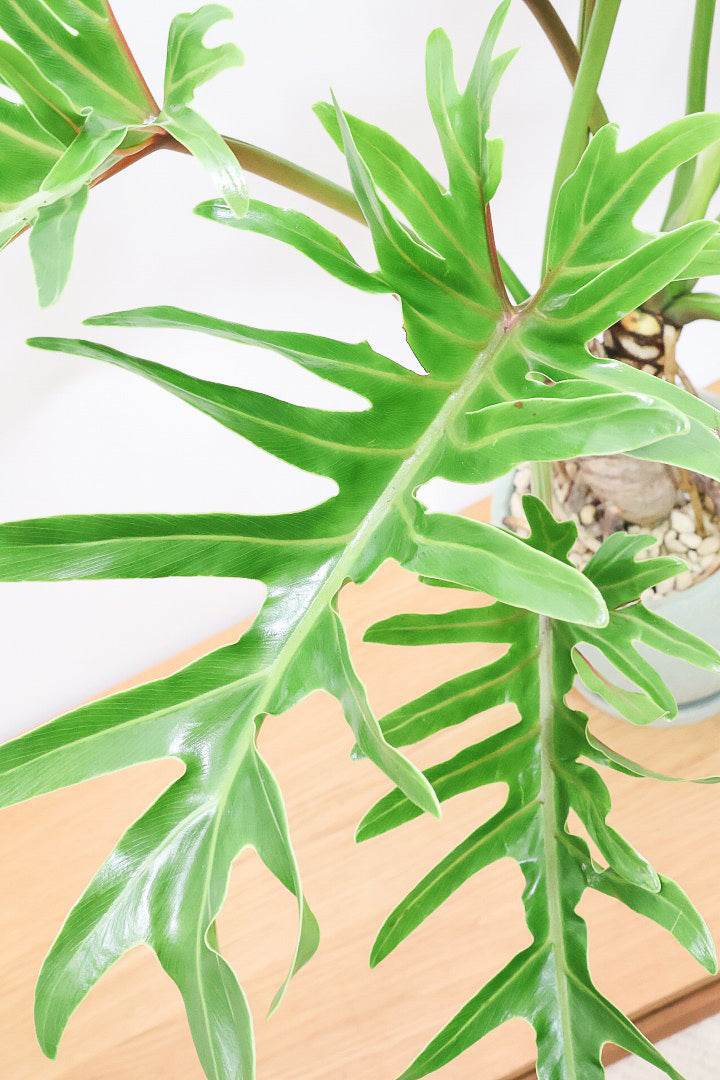 【ジャイアント ザナドゥ】沖縄でゴリゴリの樹形に育てられました!シンプルですがここまで整った樹形は希少ですよ!