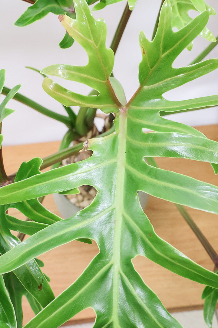 【ジャイアント ザナドゥ】沖縄でゴリゴリの樹形に育てられました!シンプルですがここまで整った樹形は希少ですよ!