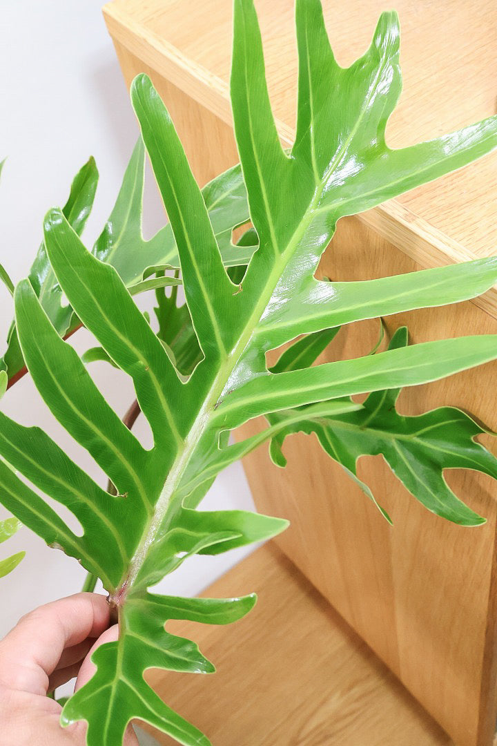 【ジャイアント ザナドゥ】沖縄でゴリゴリの樹形に育てられました!シンプルですがここまで整った樹形は希少ですよ!