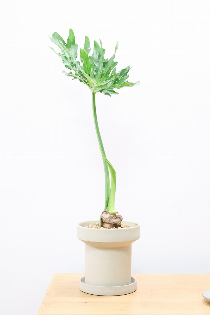 その他観葉植物 k_tropical 楽天市場】【ブルーミングスケープ】土を使わない観葉植物 ミニ