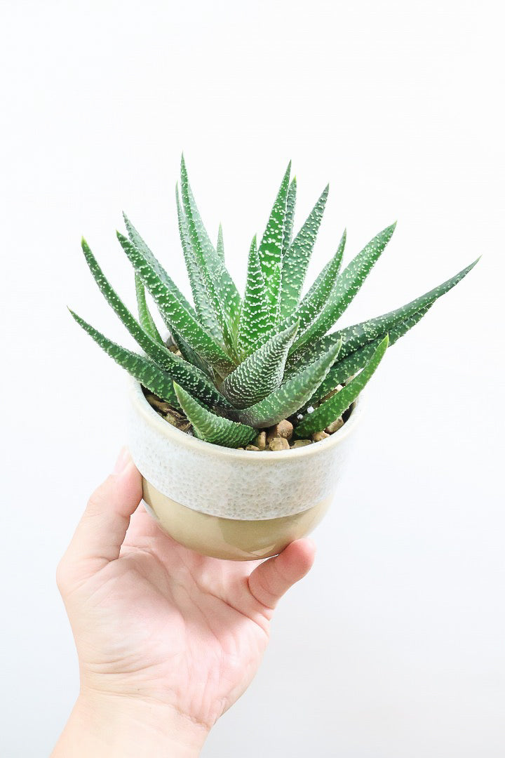 【ガステリア ジムフローラ】透明感のある葉っぱ♪葉の質感はぷにぷにしていてかわいい!ボリュームあります!