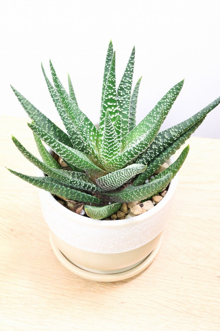 【ガステリア ジムフローラ】透明感のある葉っぱ♪葉の質感はぷにぷにしていてかわいい!ボリュームあります!