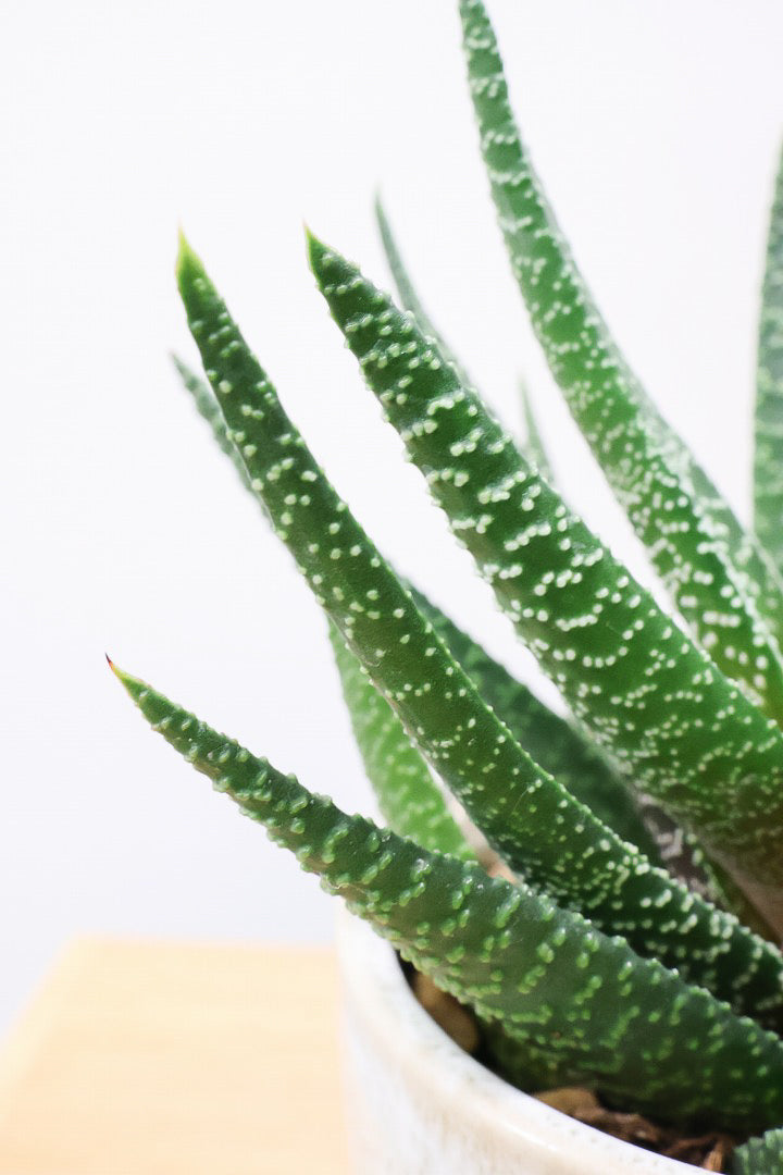 【ガステリア ジムフローラ】透明感のある葉っぱ♪葉の質感はぷにぷにしていてかわいい!ボリュームあります!