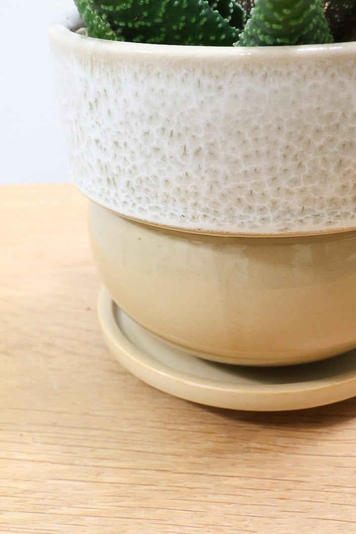 【ガステリア ジムフローラ】透明感のある葉っぱ♪葉の質感はぷにぷにしていてかわいい!ボリュームあります!