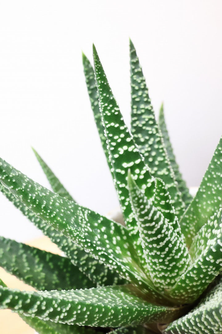 【ガステリア ジムフローラ】透明感のある葉っぱ♪葉の質感はぷにぷにしていてかわいい!ボリュームあります!