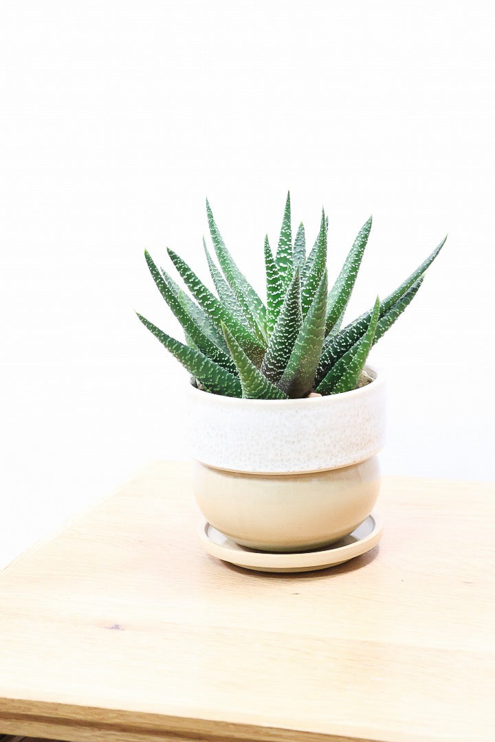 【ガステリア ジムフローラ】透明感のある葉っぱ♪葉の質感はぷにぷにしていてかわいい!ボリュームあります!