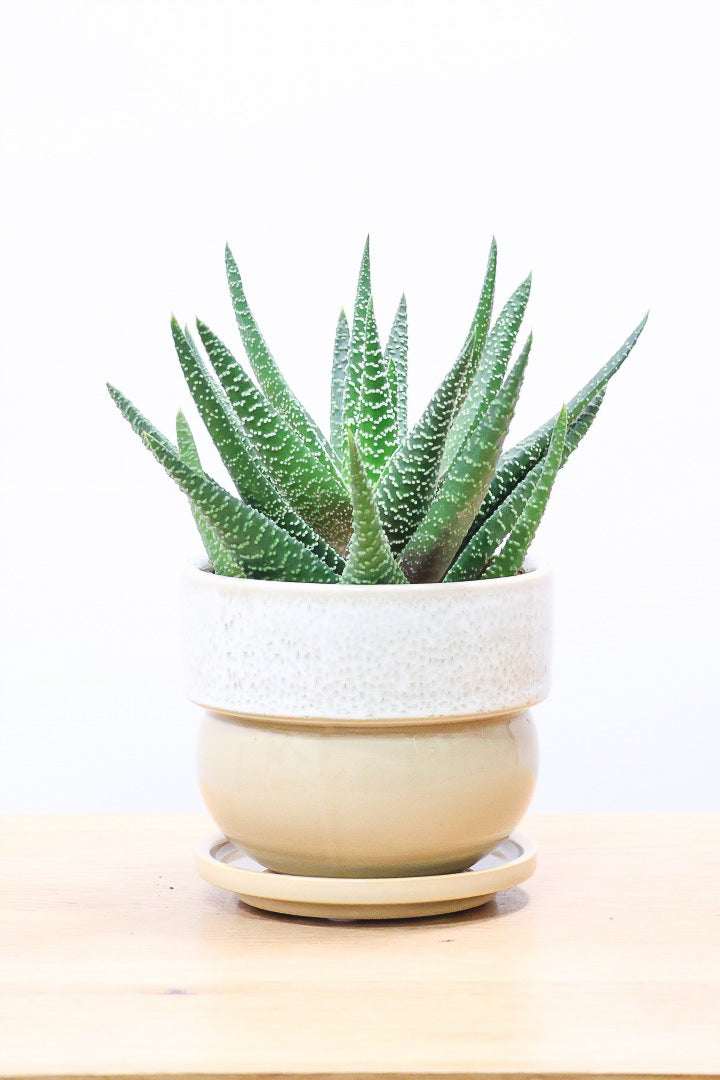 【ガステリア ジムフローラ】透明感のある葉っぱ♪葉の質感はぷにぷにしていてかわいい!ボリュームあります!