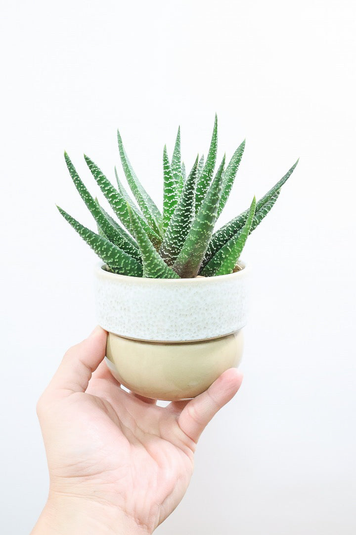 【ガステリア ジムフローラ】透明感のある葉っぱ♪葉の質感はぷにぷにしていてかわいい!ボリュームあります!