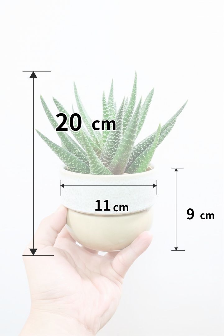 【ガステリア ジムフローラ】透明感のある葉っぱ♪葉の質感はぷにぷにしていてかわいい!ボリュームあります!