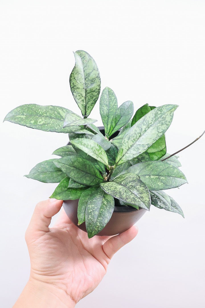 Hoya Crassipetiolata super splash ホヤ クラシペティオラータ
