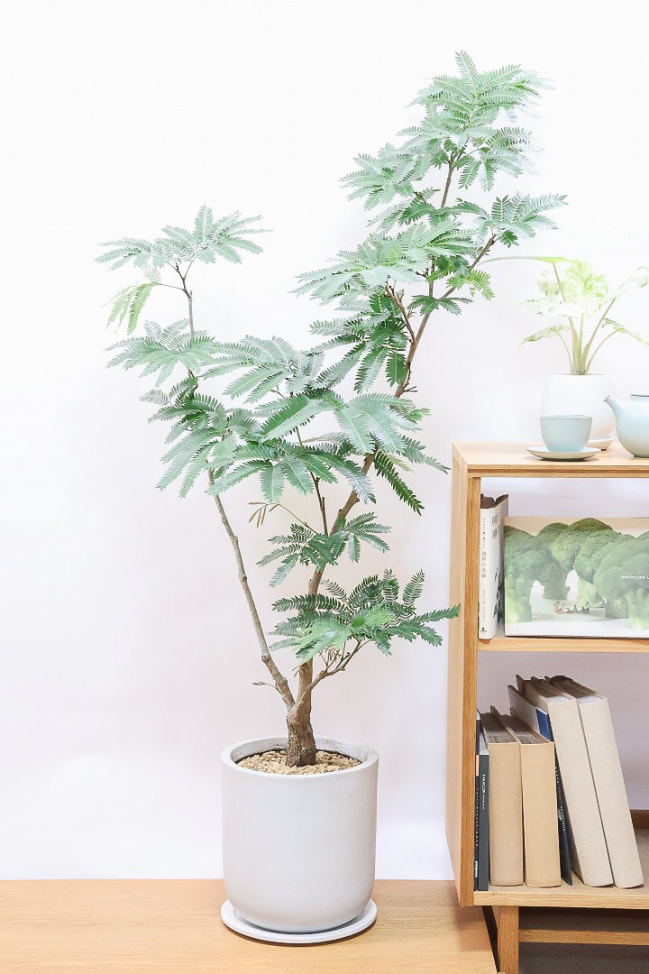 スポーツストア エバーフレッシュW59963| 観葉植物の通信販売 | APEGO(アペーゴ) フルーツ・果実