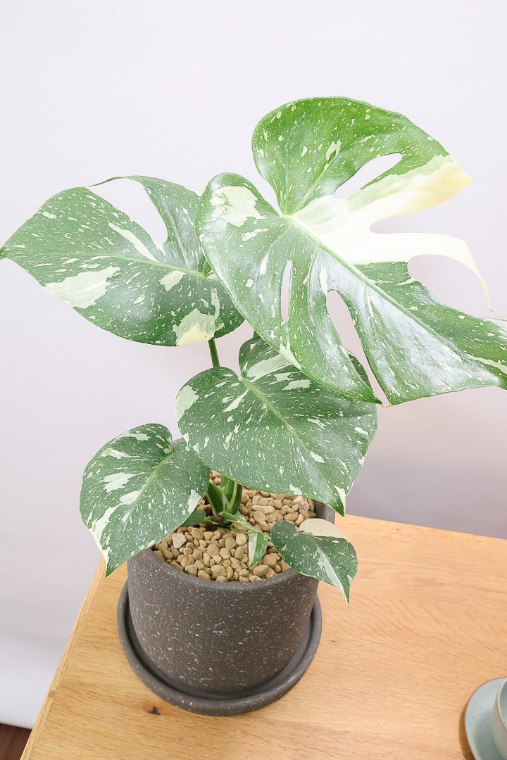モンステラ タイコンステレーションGL59971A| 観葉植物の通信