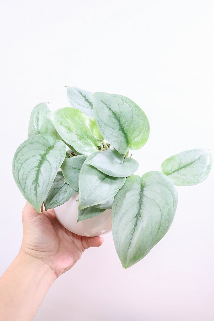 【スキンダプサス プラチナ】ほぼほぼシルバーの葉色。シンプルですがとても美しい葉です!