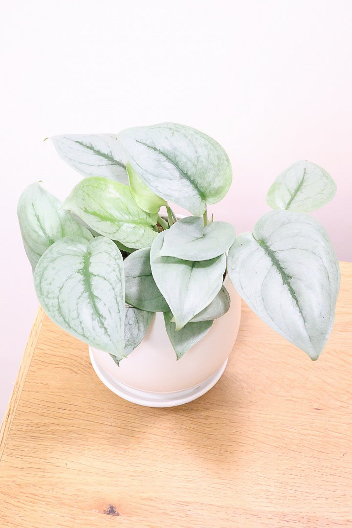 【スキンダプサス プラチナ】ほぼほぼシルバーの葉色。シンプルですがとても美しい葉です!