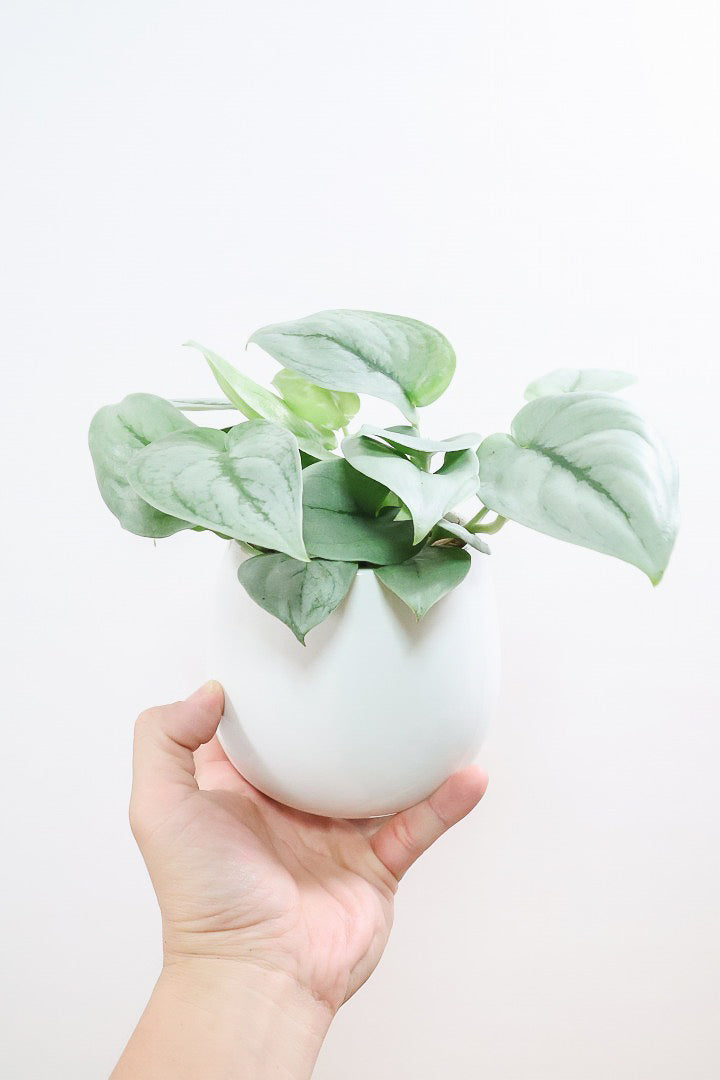 【スキンダプサス プラチナ】ほぼほぼシルバーの葉色。シンプルですがとても美しい葉です!