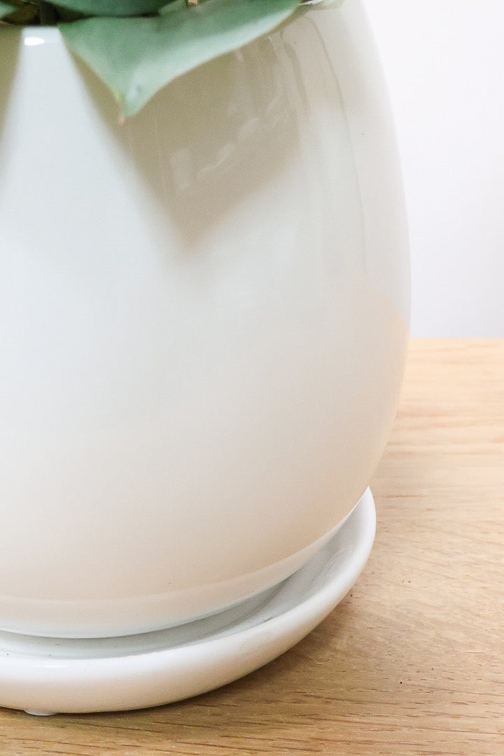 【スキンダプサス プラチナ】ほぼほぼシルバーの葉色。シンプルですがとても美しい葉です!