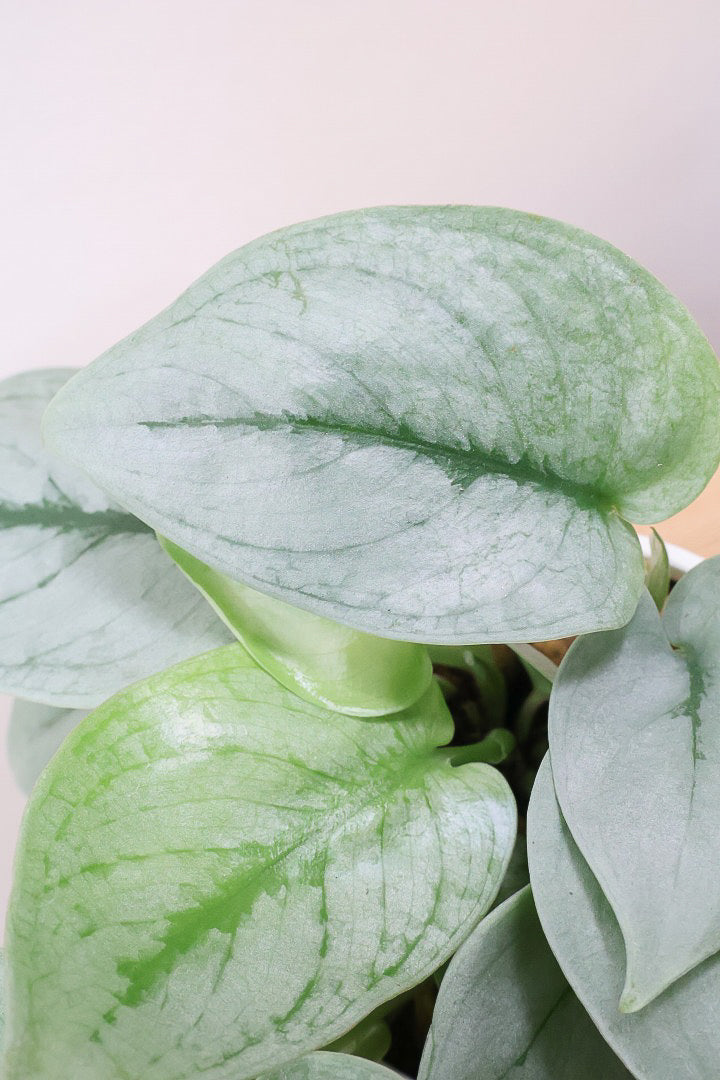 【スキンダプサス プラチナ】ほぼほぼシルバーの葉色。シンプルですがとても美しい葉です!