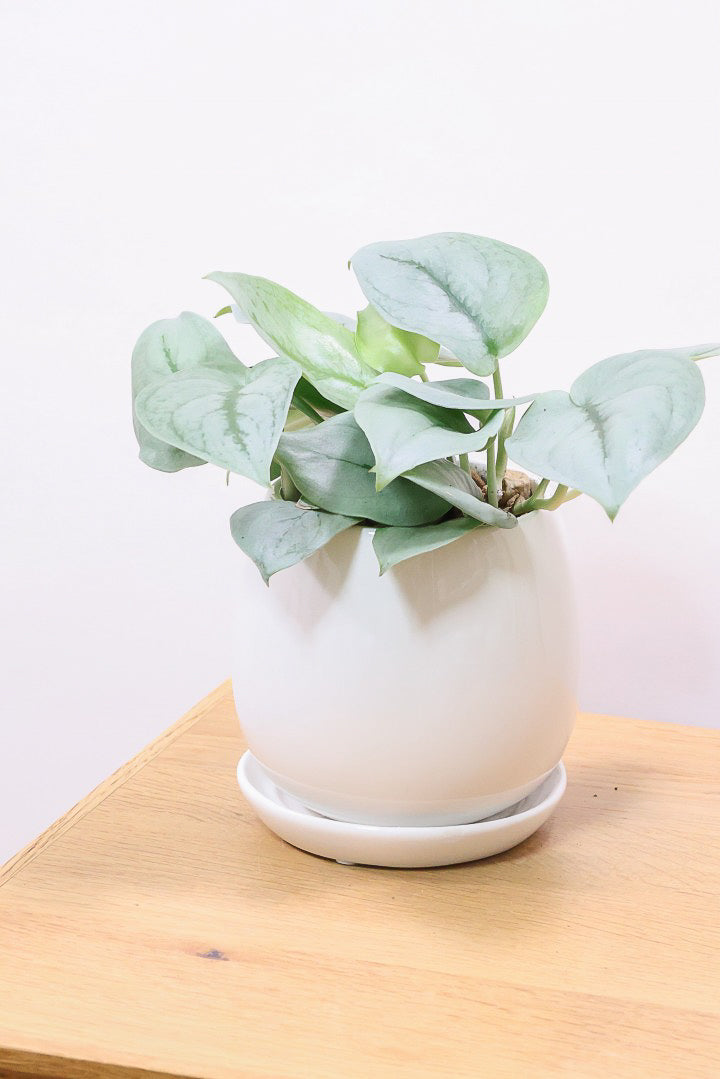 【スキンダプサス プラチナ】ほぼほぼシルバーの葉色。シンプルですがとても美しい葉です!