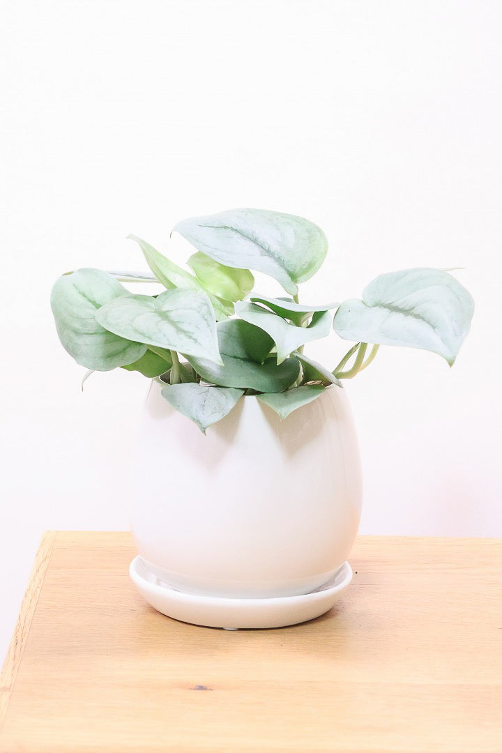 【スキンダプサス プラチナ】ほぼほぼシルバーの葉色。シンプルですがとても美しい葉です!