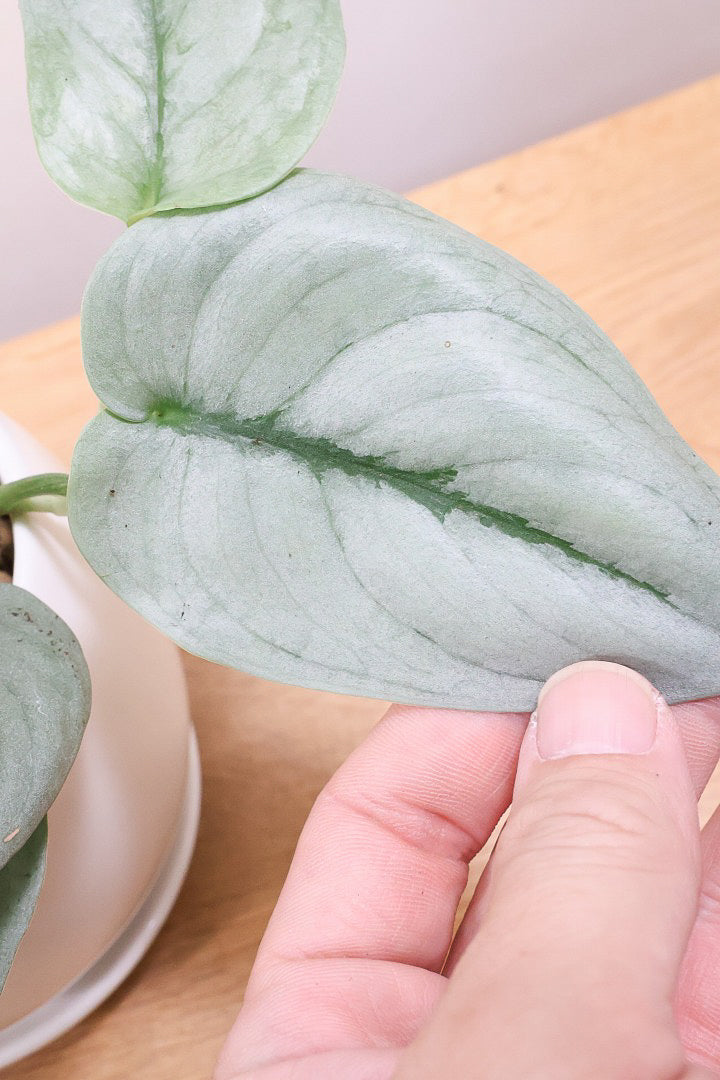 【スキンダプサス プラチナ】ほぼほぼシルバーの葉色。シンプルですがとても美しい葉です!