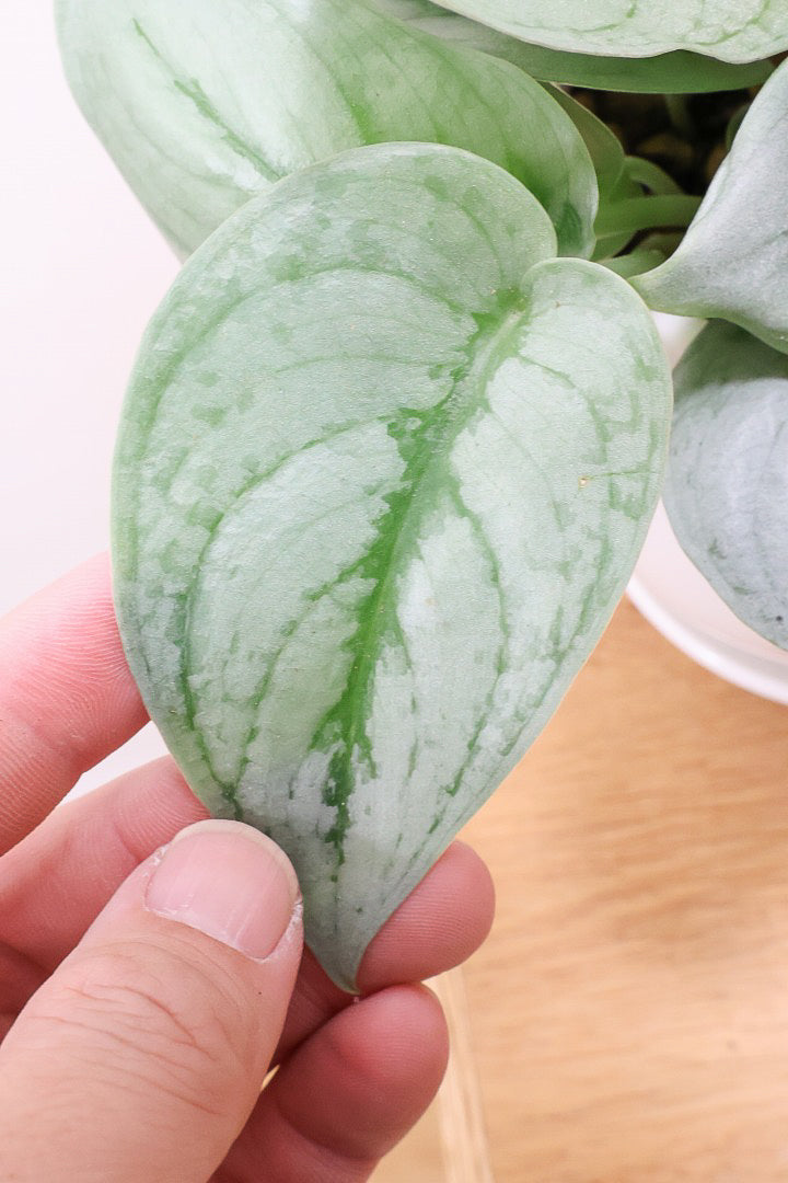 【スキンダプサス プラチナ】ほぼほぼシルバーの葉色。シンプルですがとても美しい葉です!