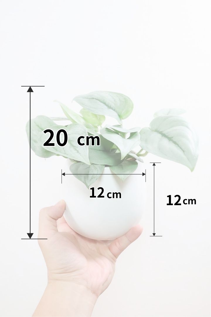 【スキンダプサス プラチナ】ほぼほぼシルバーの葉色。シンプルですがとても美しい葉です!