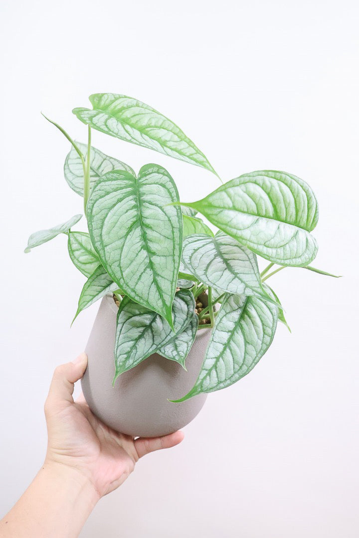 【モンステラ シルテペカナ】シルバー系の葉が素敵な希少種。葉数も多いのでボリュームがありますよ!