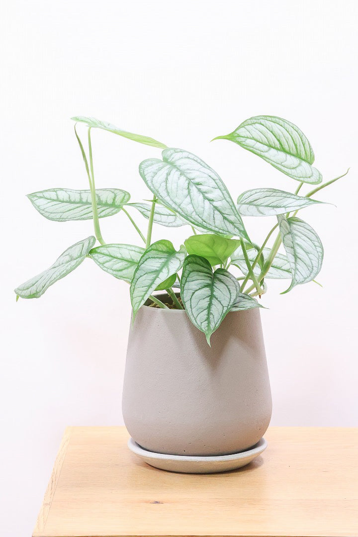 【モンステラ シルテペカナ】シルバー系の葉が素敵な希少種。葉数も多いのでボリュームがありますよ!