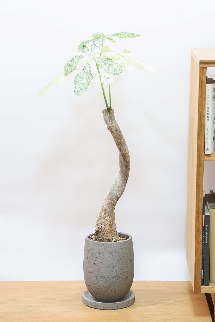 パキラ ミルキーウェイCO59998| 観葉植物の通信販売 | APEGO
