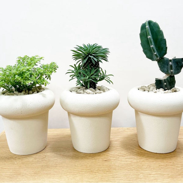 育てやすい観葉植物