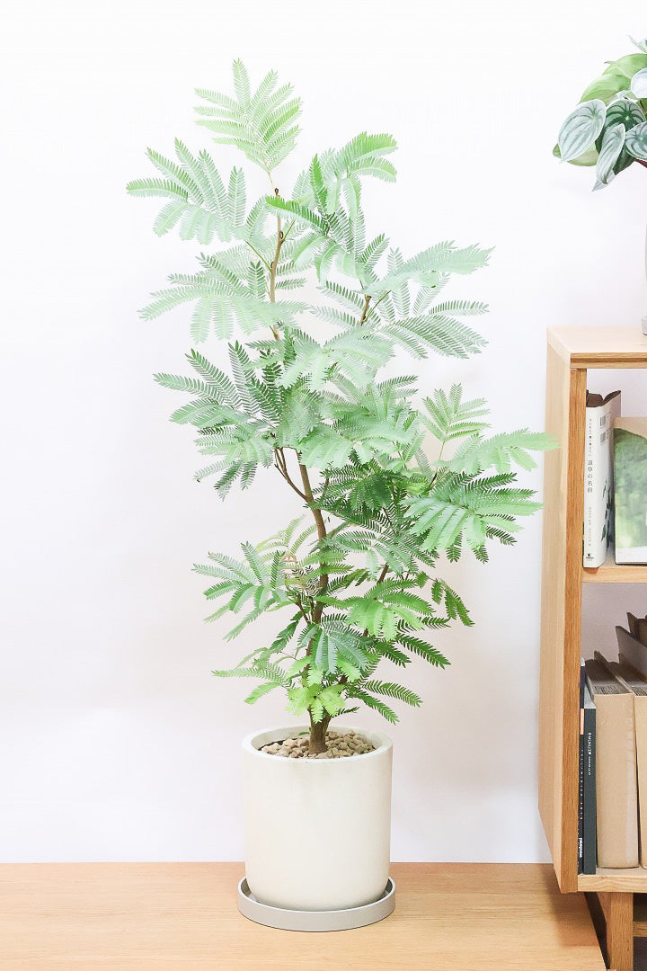 大型　エバーフレッシュ　S字仕立て　バルーン陶器鉢　植え込み発送 大型 エバーフレッシュ 螺旋仕立て バルーン陶器鉢 植え込み発送