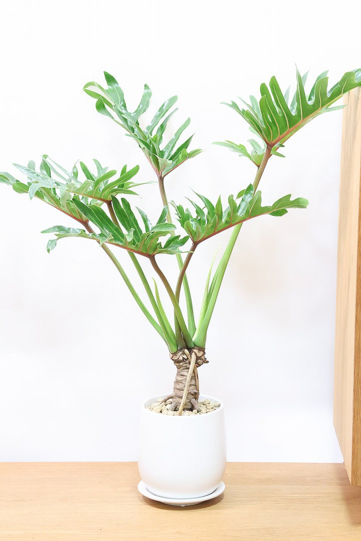 【ジャイアント ザナドゥ】沖縄でゴリゴリの樹形に育てられました!シンプルですがここまで整った樹形は希少ですよ!