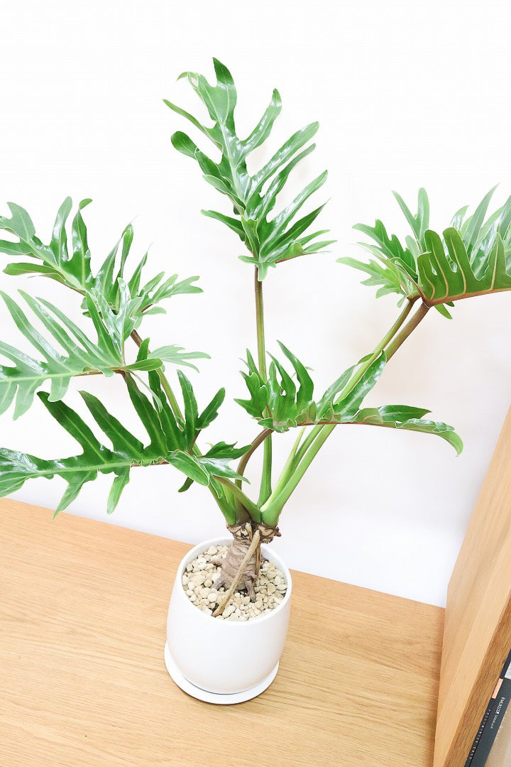 【ジャイアント ザナドゥ】沖縄でゴリゴリの樹形に育てられました!シンプルですがここまで整った樹形は希少ですよ!