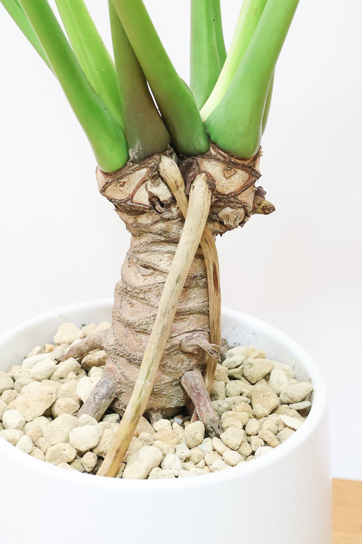 【ジャイアント ザナドゥ】沖縄でゴリゴリの樹形に育てられました!シンプルですがここまで整った樹形は希少ですよ!