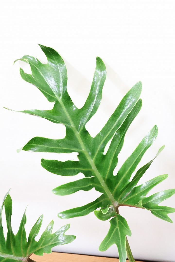 【ジャイアント ザナドゥ】沖縄でゴリゴリの樹形に育てられました!シンプルですがここまで整った樹形は希少ですよ!