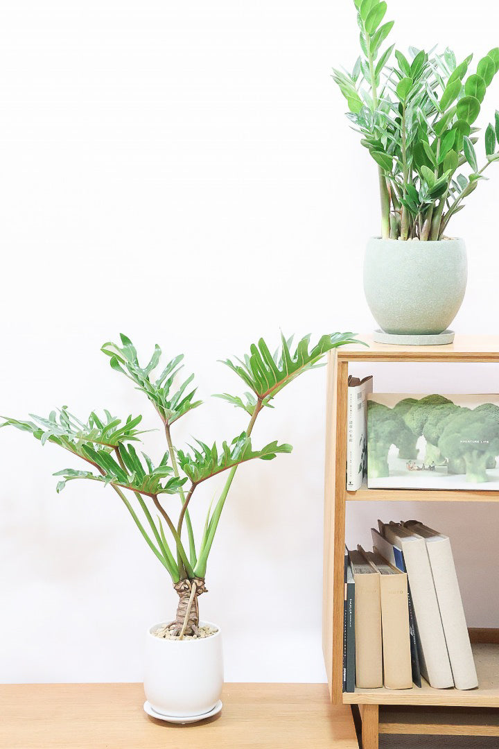 【ジャイアント ザナドゥ】沖縄でゴリゴリの樹形に育てられました!シンプルですがここまで整った樹形は希少ですよ!