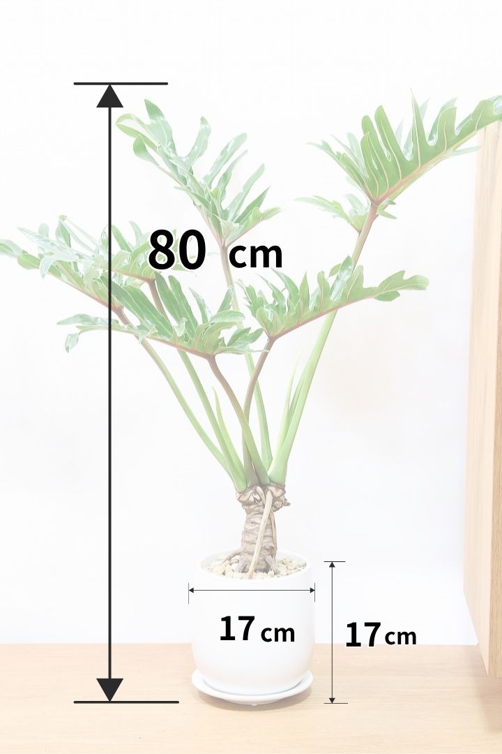 【ジャイアント ザナドゥ】沖縄でゴリゴリの樹形に育てられました!シンプルですがここまで整った樹形は希少ですよ!
