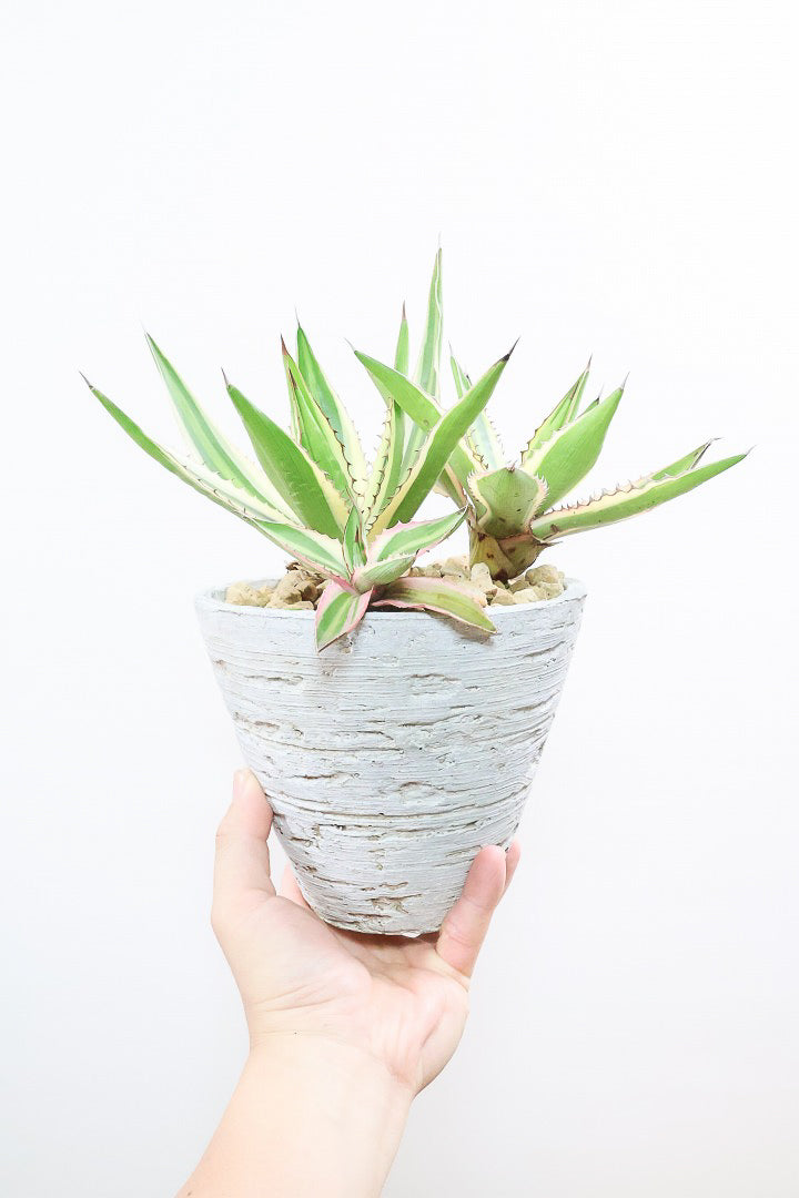 アガべ 五色万代CO60053| 観葉植物の通信販売 | APEGO(アペーゴ)