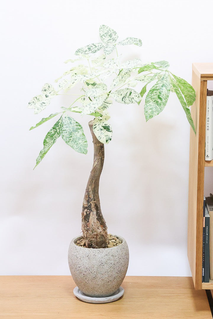パキラ ミルキーウェイCO60058| 観葉植物の通信販売 | APEGO