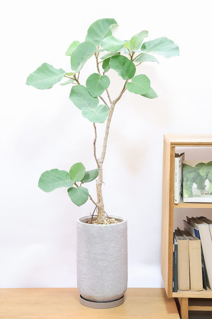 フィカス エベレスト 希少品種 曲がり観葉植物 フィカス エベレストIV60059| 観葉植物の通信販売 | APEGO(アペーゴ)