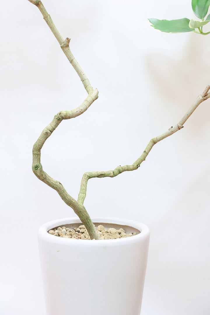 【シェフレラ ベヌローサ バリエガタ】希少種!大き目の丸っこい葉がとてもかわいい!ボリュームがある一押しのシェフレラです!