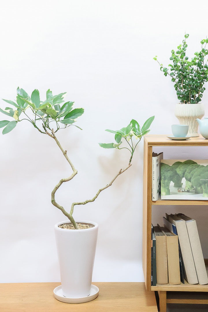 【シェフレラ ベヌローサ バリエガタ】希少種!大き目の丸っこい葉がとてもかわいい!ボリュームがある一押しのシェフレラです!