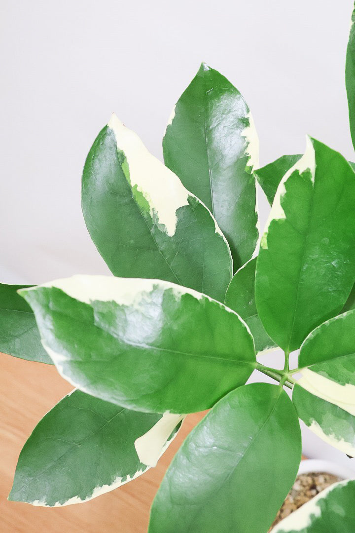 【シェフレラ ベヌローサ バリエガタ】希少種!大き目の丸っこい葉がとてもかわいい!ボリュームがある一押しのシェフレラです!