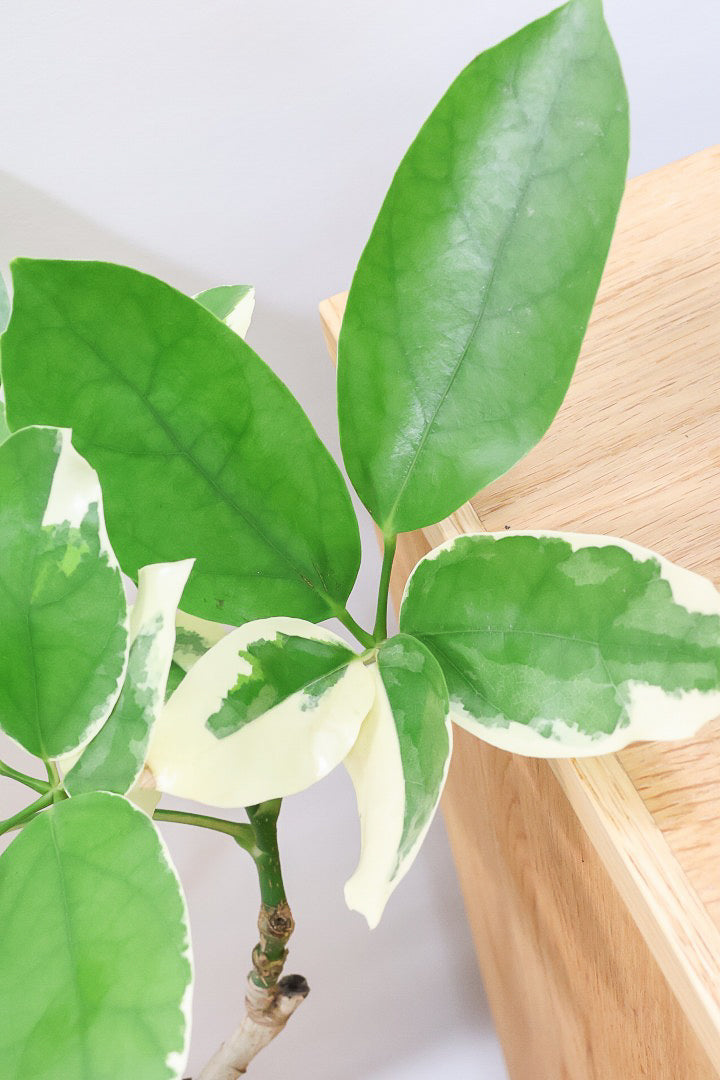 【シェフレラ ベヌローサ バリエガタ】希少種!大き目の丸っこい葉がとてもかわいい!ボリュームがある一押しのシェフレラです!