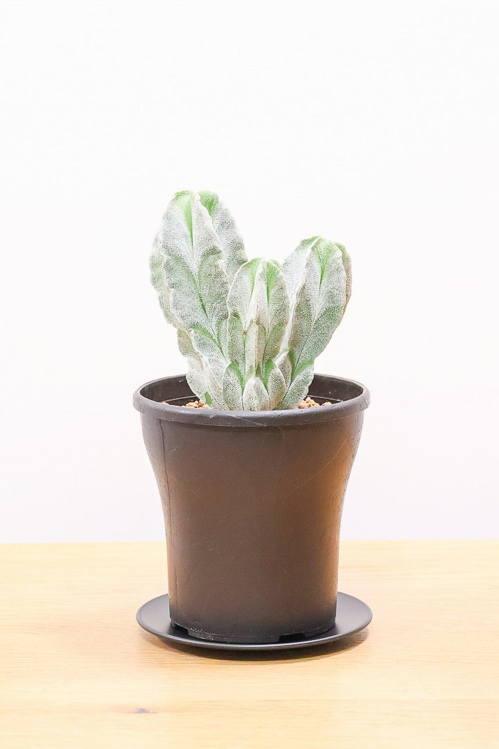 【サボテン チューレンセ】爽やか!の一言に尽きる美しい葉色。足元で枝分かれしているカッコいい樹形です!