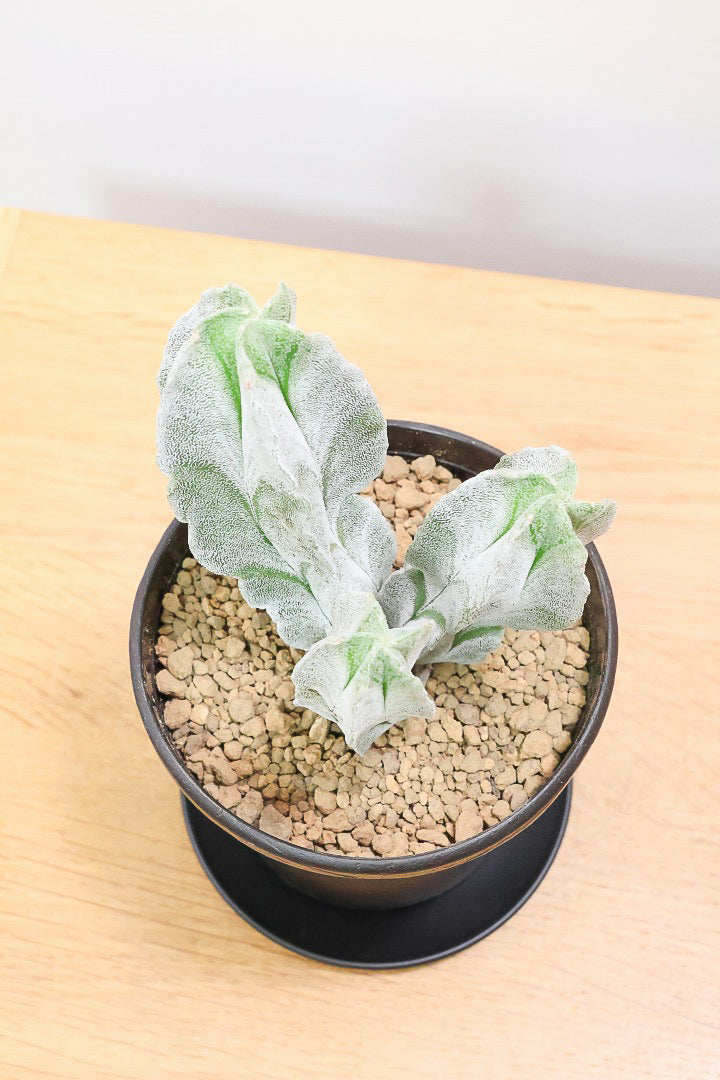 【サボテン チューレンセ】爽やか!の一言に尽きる美しい葉色。足元で枝分かれしているカッコいい樹形です!