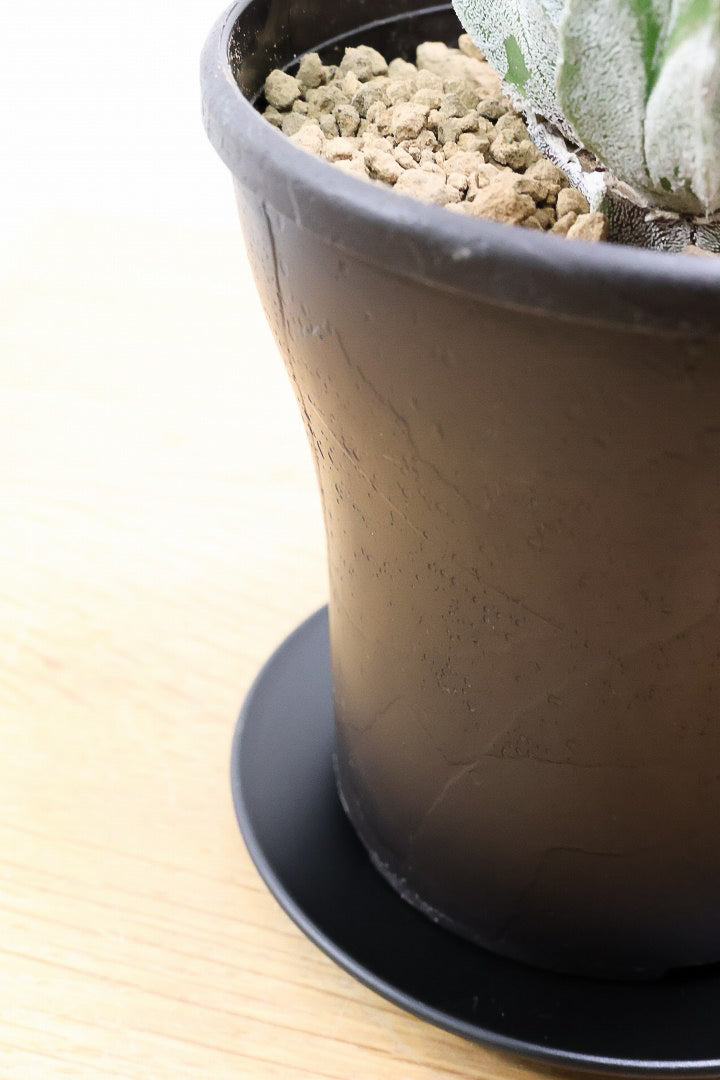 【サボテン チューレンセ】爽やか!の一言に尽きる美しい葉色。足元で枝分かれしているカッコいい樹形です!