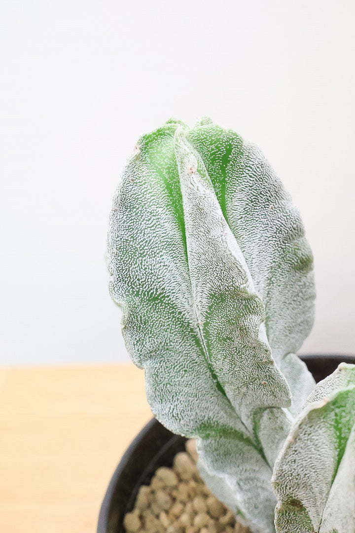 【サボテン チューレンセ】爽やか!の一言に尽きる美しい葉色。足元で枝分かれしているカッコいい樹形です!