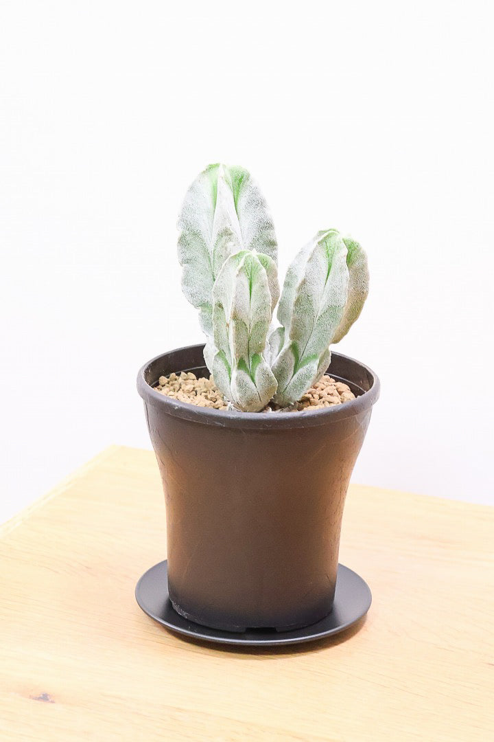 【サボテン チューレンセ】爽やか!の一言に尽きる美しい葉色。足元で枝分かれしているカッコいい樹形です!